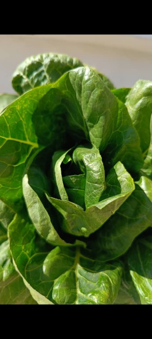 فروش کاهو ایرانی - رومانو