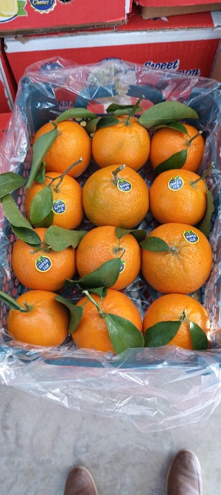 فروش نارنگی