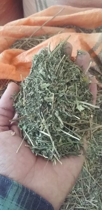 فروش نعناع خشک (گیاه‌ دارویی)