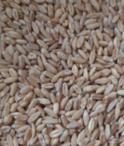 فروش گندم