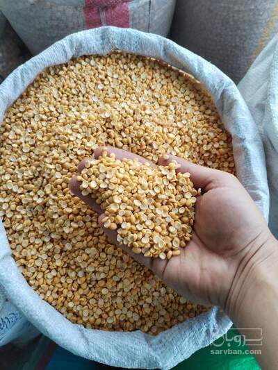 فروش نخود کفتری - لپه