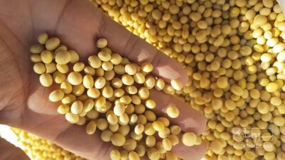 فروش سویا