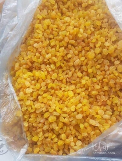 فروش کشمش طلایی