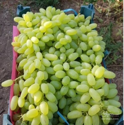 فروش انگور