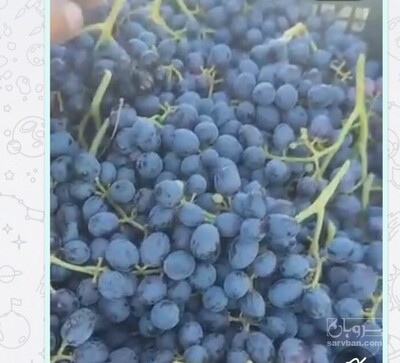 فروش انگور