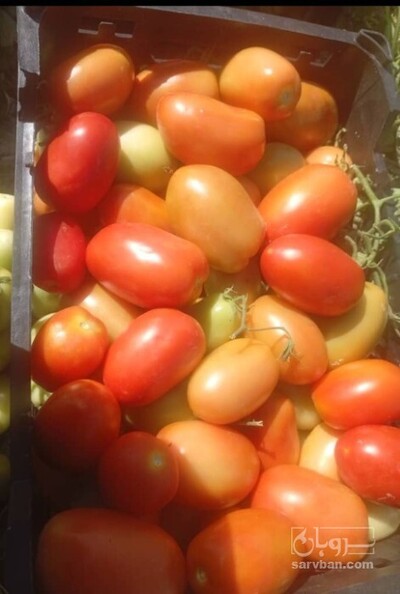 فروش گوجه فرنگی