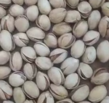 فروش پسته فندقی