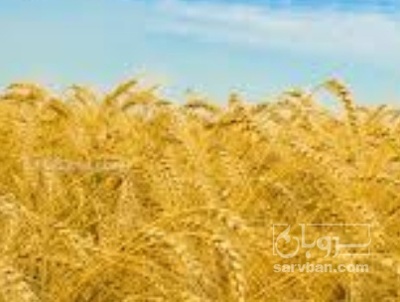 فروش گندم