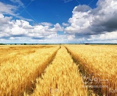 فروش گندم