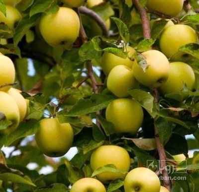 فروش سیب زرد