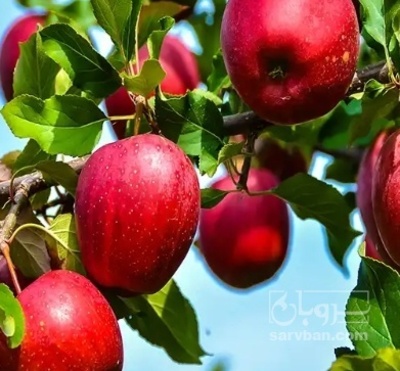 فروش سیب قرمز