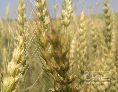 فروش گندم