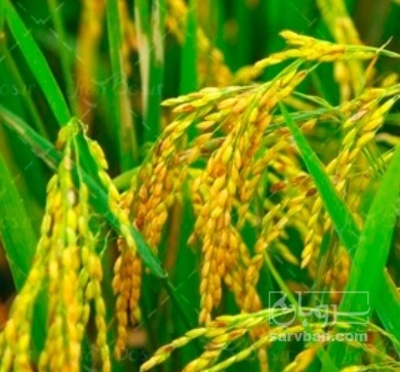 فروش سورگوم (جارو)