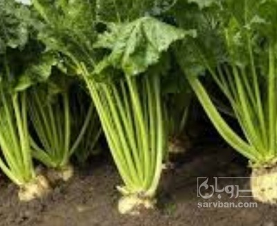 فروش چغندر قند