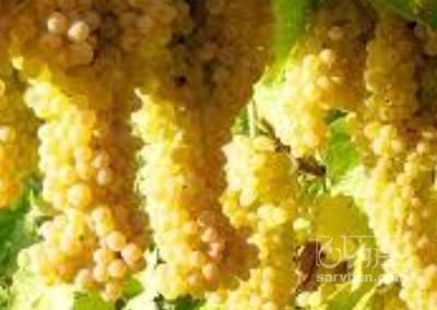 فروش انگور