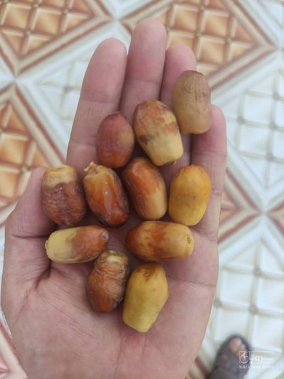 فروش خرما زاهدی