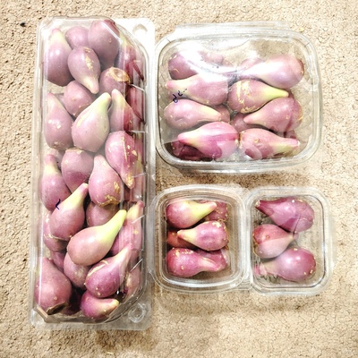 فروش میوه کاکتوس آپونتیا