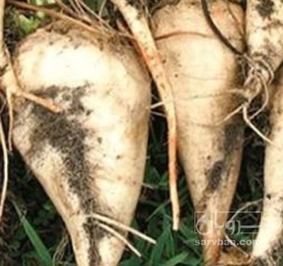 فروش چغندر قند