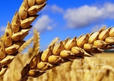 فروش گندم