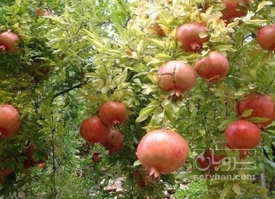 فروش انار