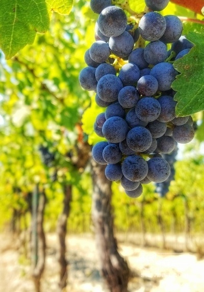 فروش انگور سیاه