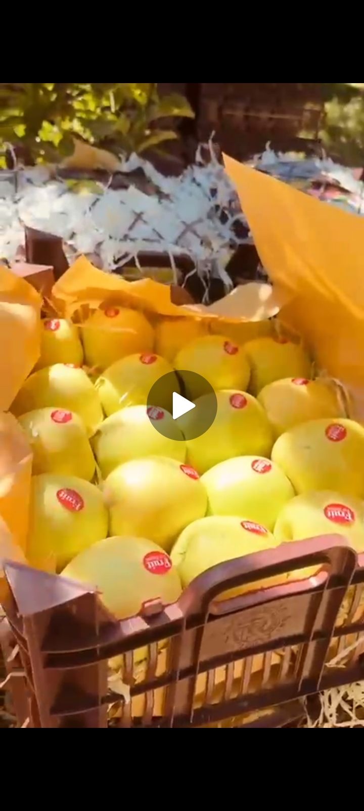 فروش سیب زرد