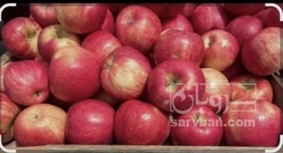 فروش سیب قرمز  سردرختی