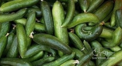 فروش خیار تره باری