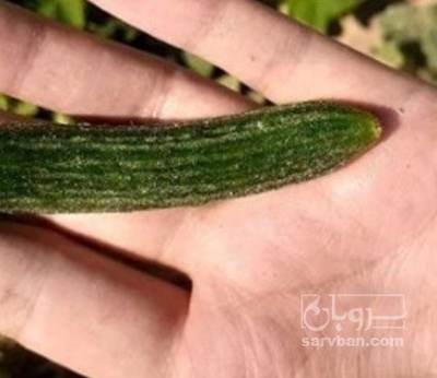 فروش خیار خیار شوری