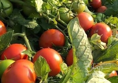 فروش گوجه فرنگی