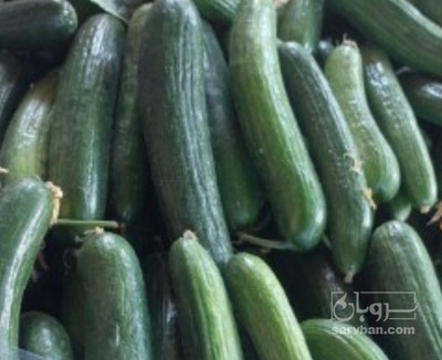 فروش خیار تره باری