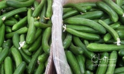 فروش خیار خیار شوری