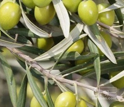 فروش زیتون ممتاز