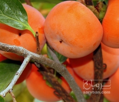 فروش خرمالو