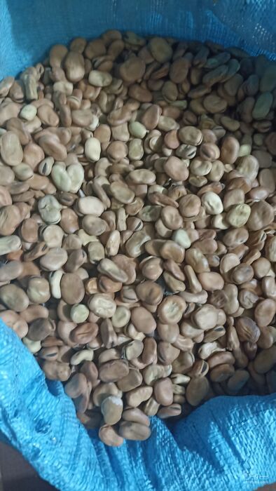 فروش باقلا تازه - باقالی - باقالا