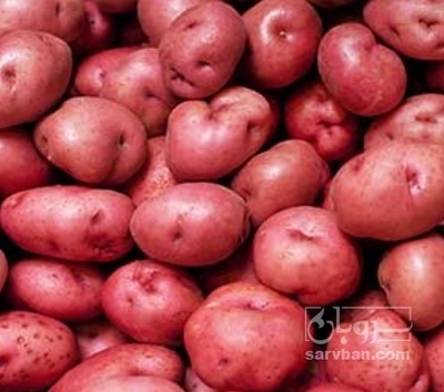 فروش سیب زمینی قرمز