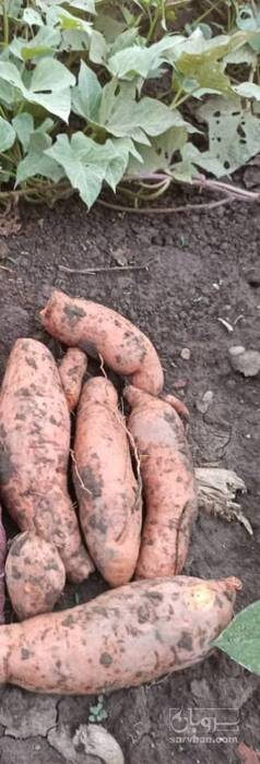 فروش سیب زمینی