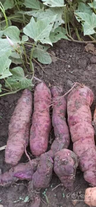 فروش سیب زمینی