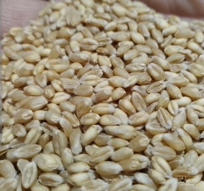 فروش گندم