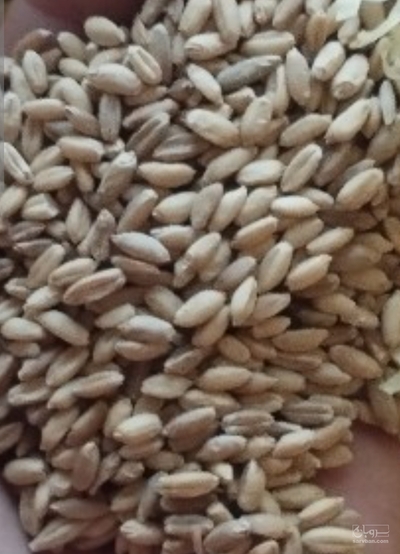فروش گندم