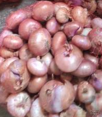 فروش پیاز