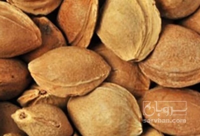 فروش هسته زردآلو