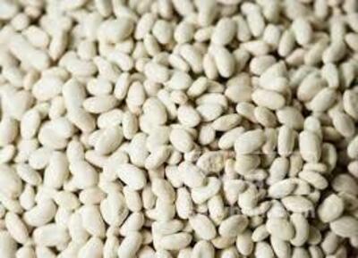 فروش لوبیا سفید