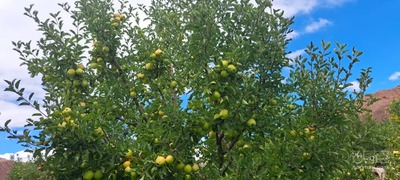 فروش سیب زرد