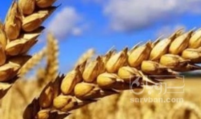 فروش گندم