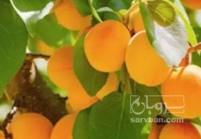 فروش زردآلو