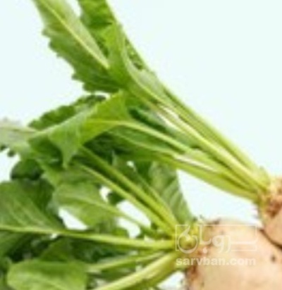 فروش چغندر قند