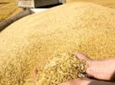 فروش گندم