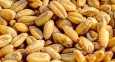 فروش گندم