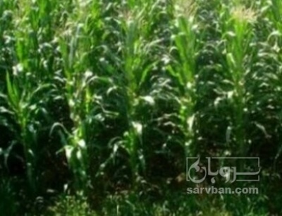 فروش چاپر ذرت - سیلاژ ذرت